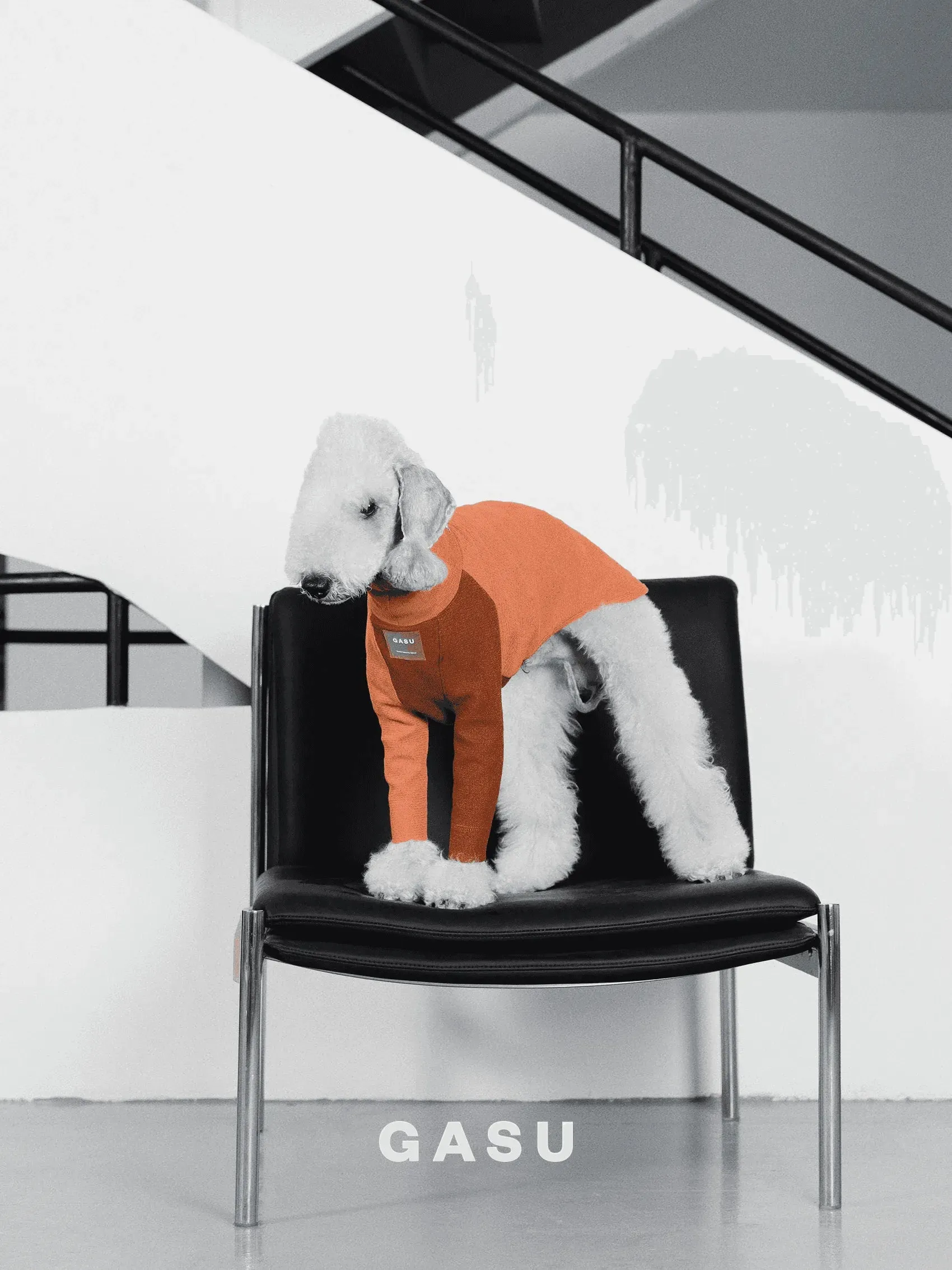 2-Leg Cotton Dog Pullover