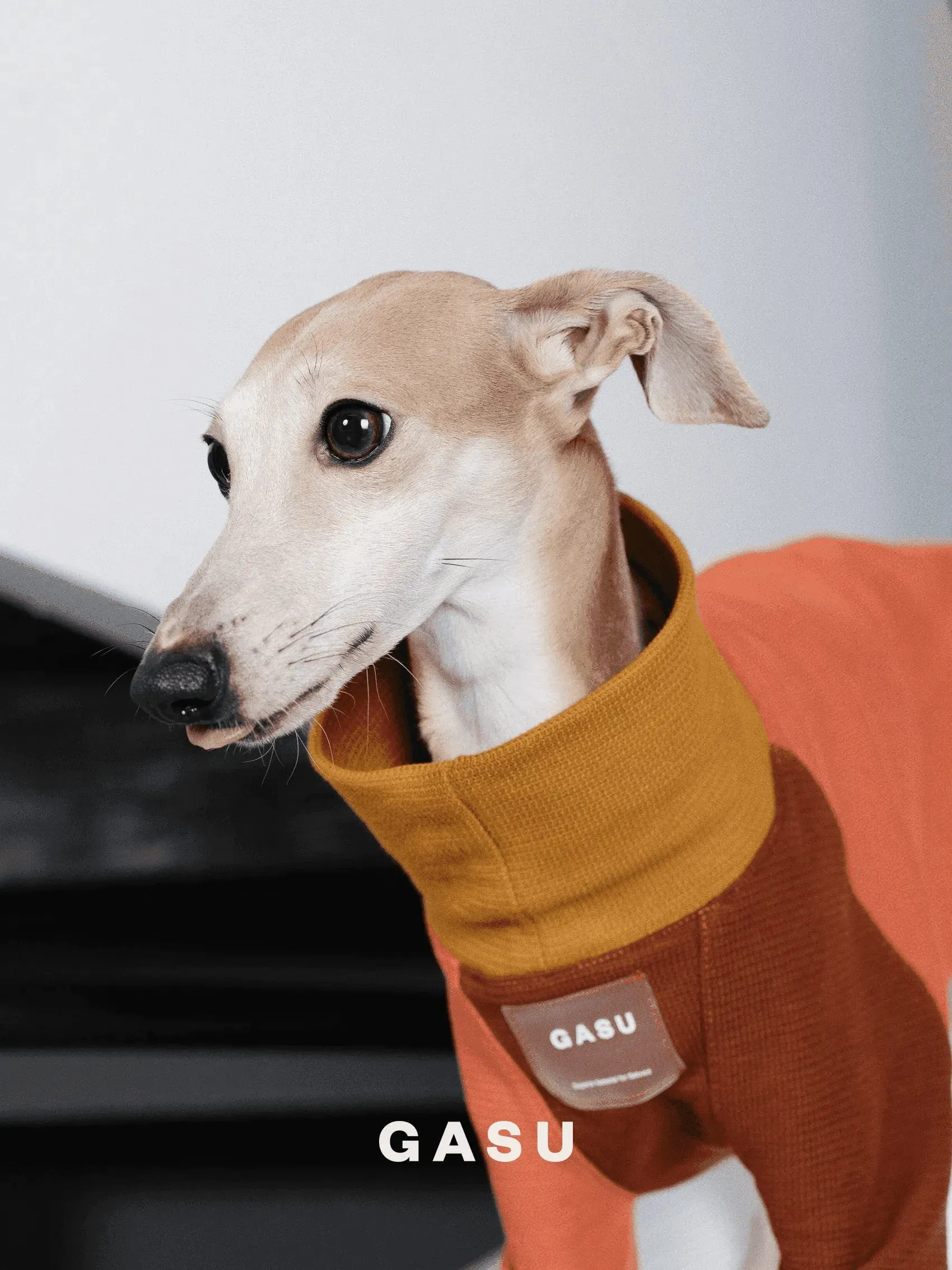 2-Leg Cotton Dog Pullover
