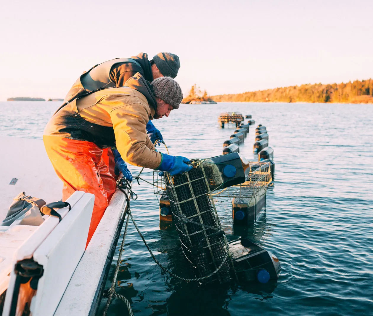 Love Point Oysters from Harpswell, ME